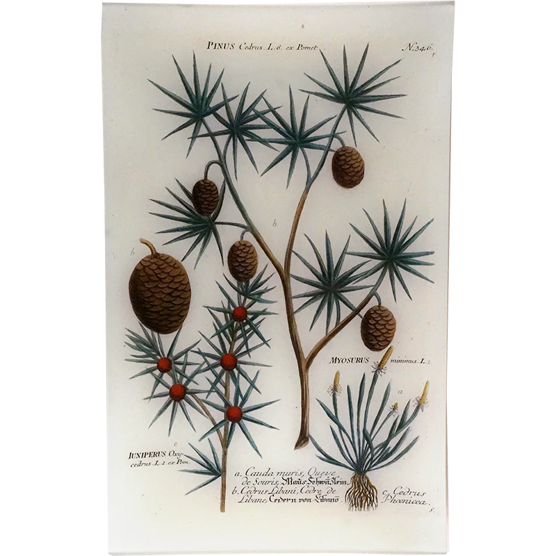 N. 346 Pinus Cedrus