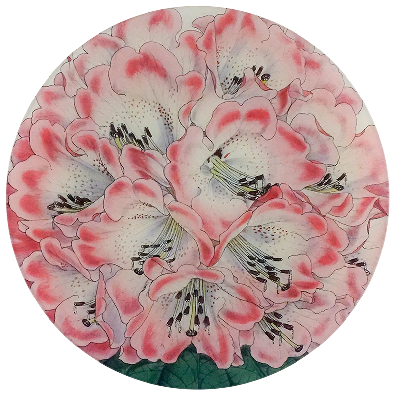 Rhododendron Nilagiricum
