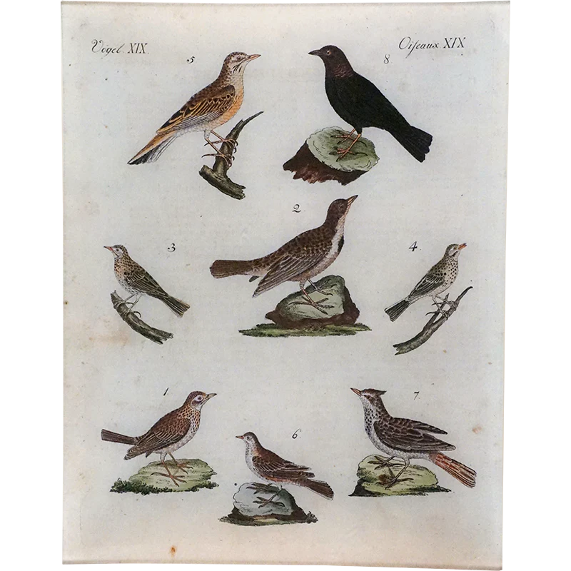 Birds XIX