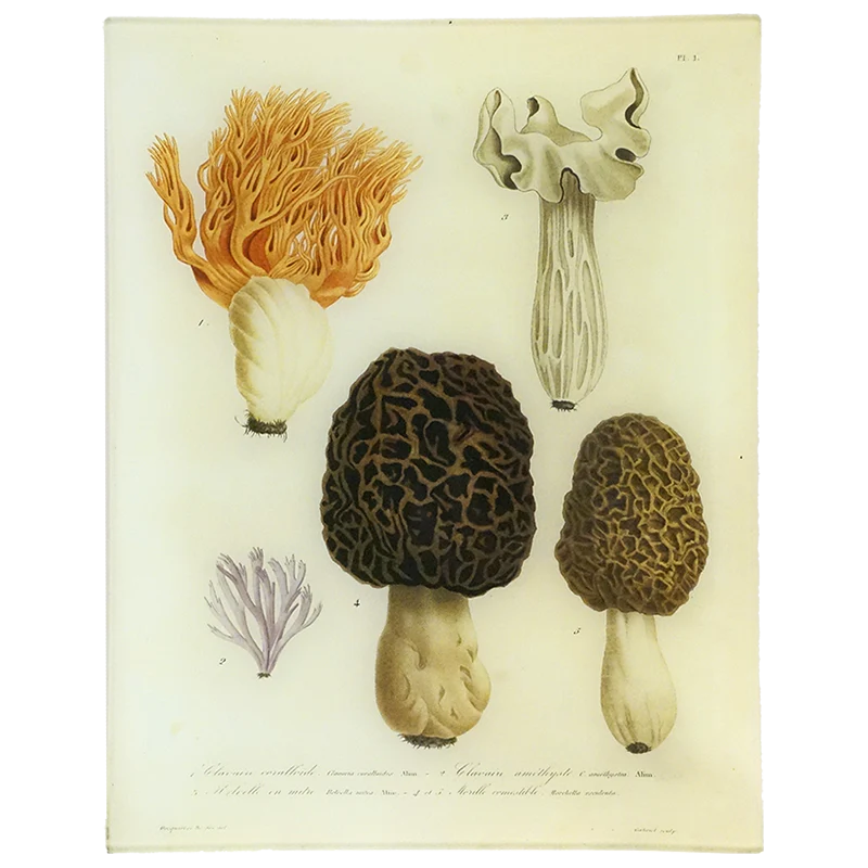 Mushrooms - Pl. 1