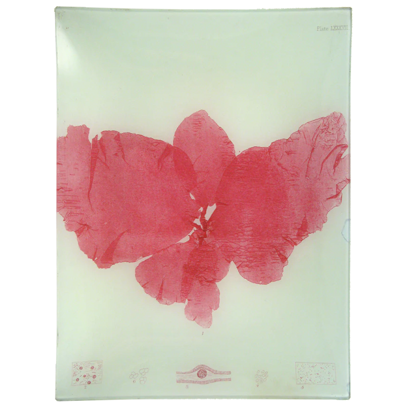 #13 Seaweed (LXXXVII)