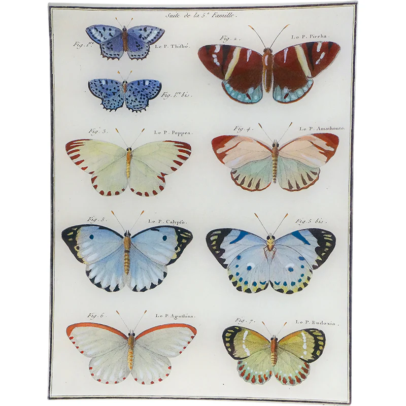 Butterflies 16