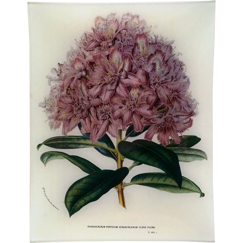 Rhododendron Ponticum