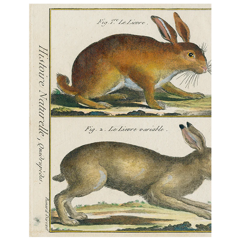 Rabbit (p 137)