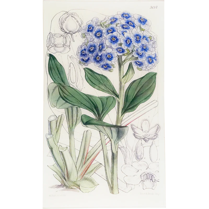 Myosotidium (William Curtis Botanicals)