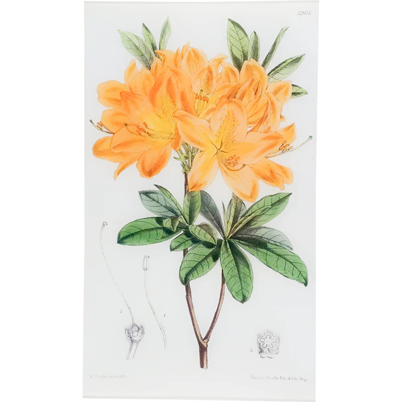 Rhododendron Sinense (William Curtis Botanicals)