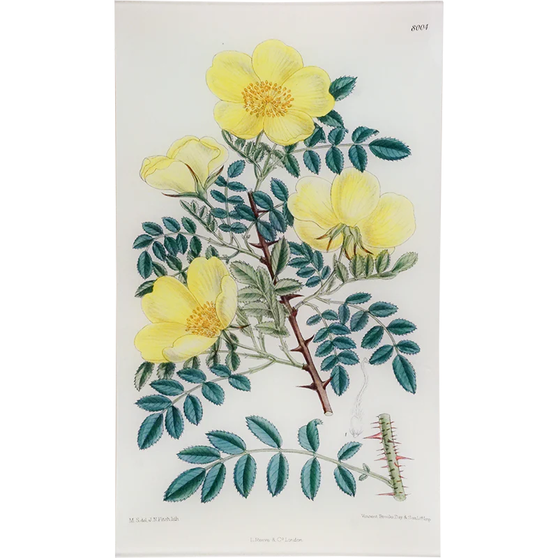 Rosa Hugonis (William Curtis Botanicals)