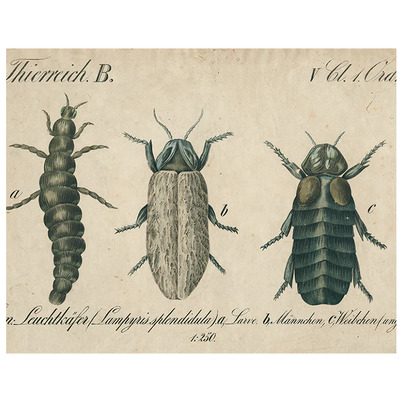 Black Beetle / Brown Insects (p 189)
