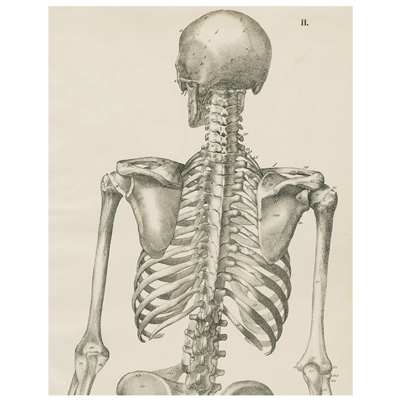 Skeleton, Back View (p 218)
