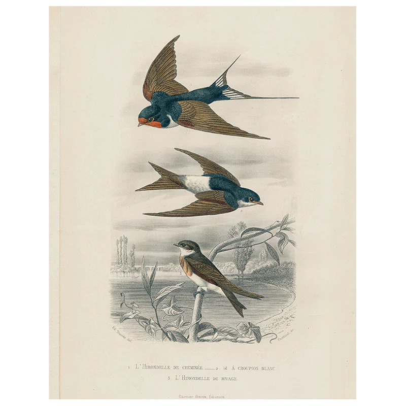 Swallows (3 Birds) (p 236)