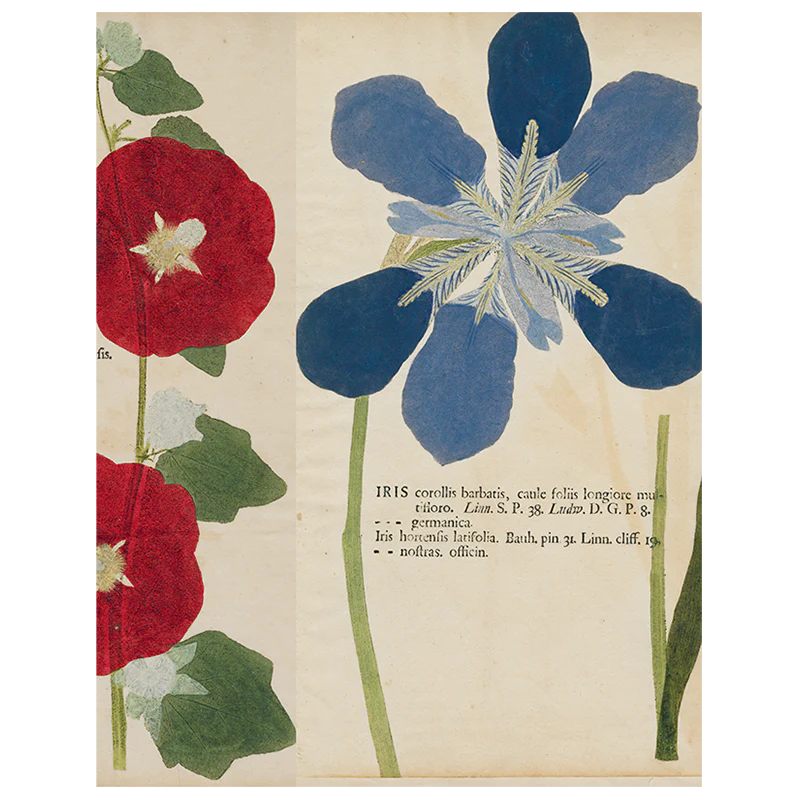 Pink Poppy / Hollyhock / Iris (p 284)