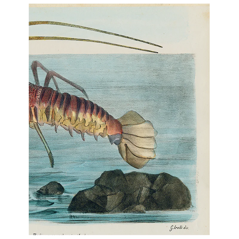 Aliusta Comune Lobster (p 298)