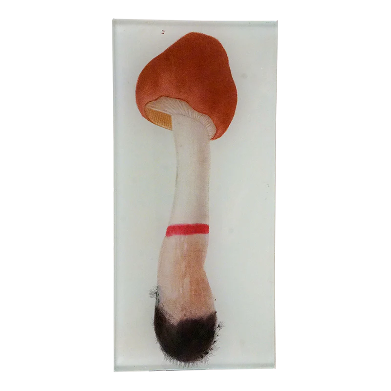 Mushroom Fig. 2