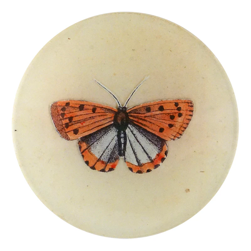Coral Butterfly
