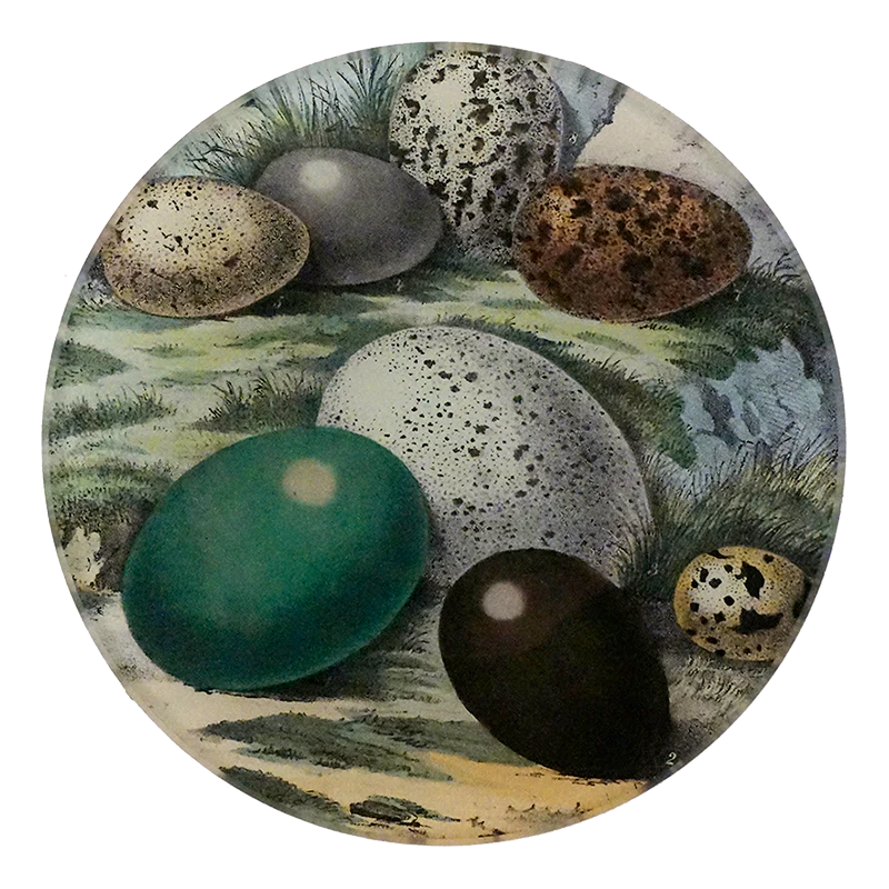 Eggs 1858