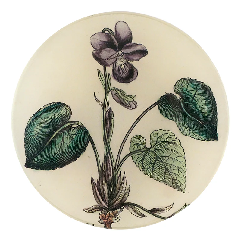 Viola