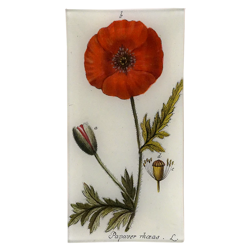Papaver Rhoeas