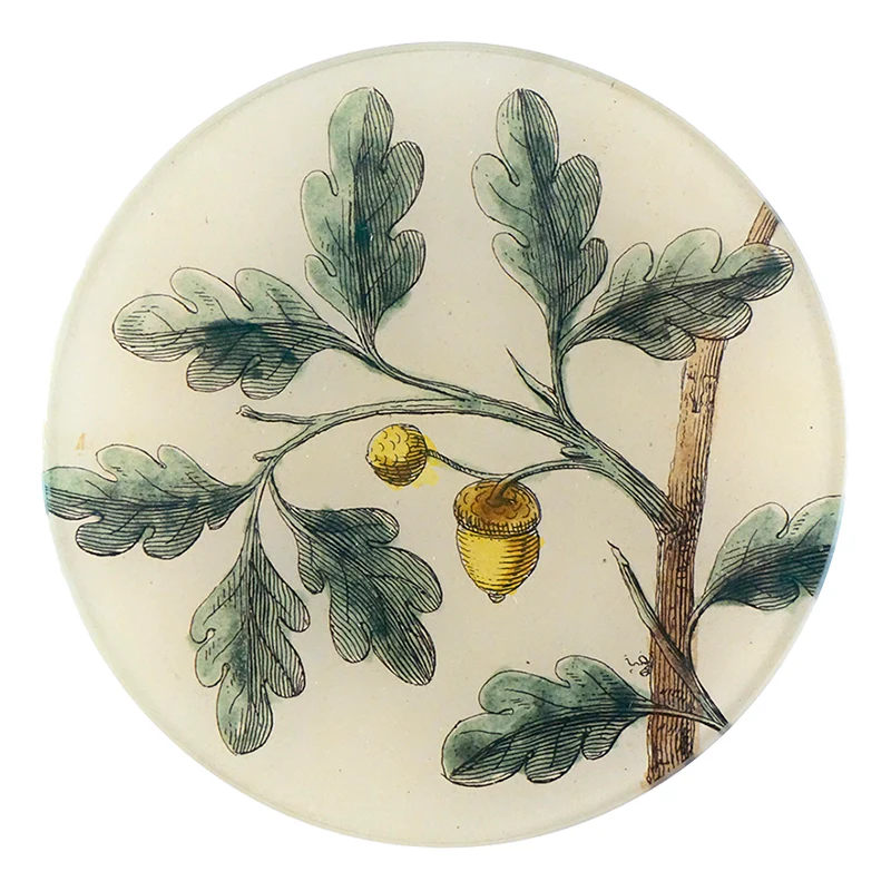 Acorns (Titmouse)