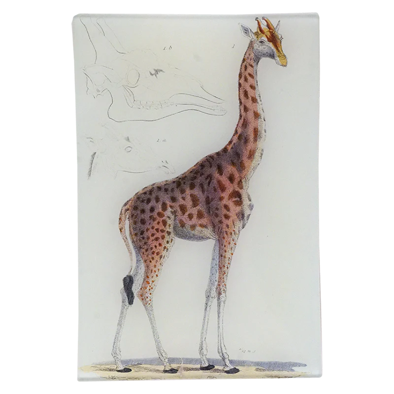 Giraffe #1