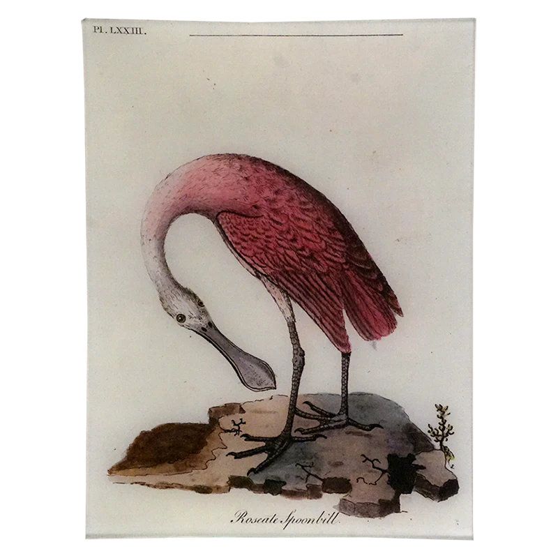 Roseate Spoonbill