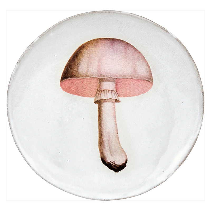 White Champignon Comestible Plate