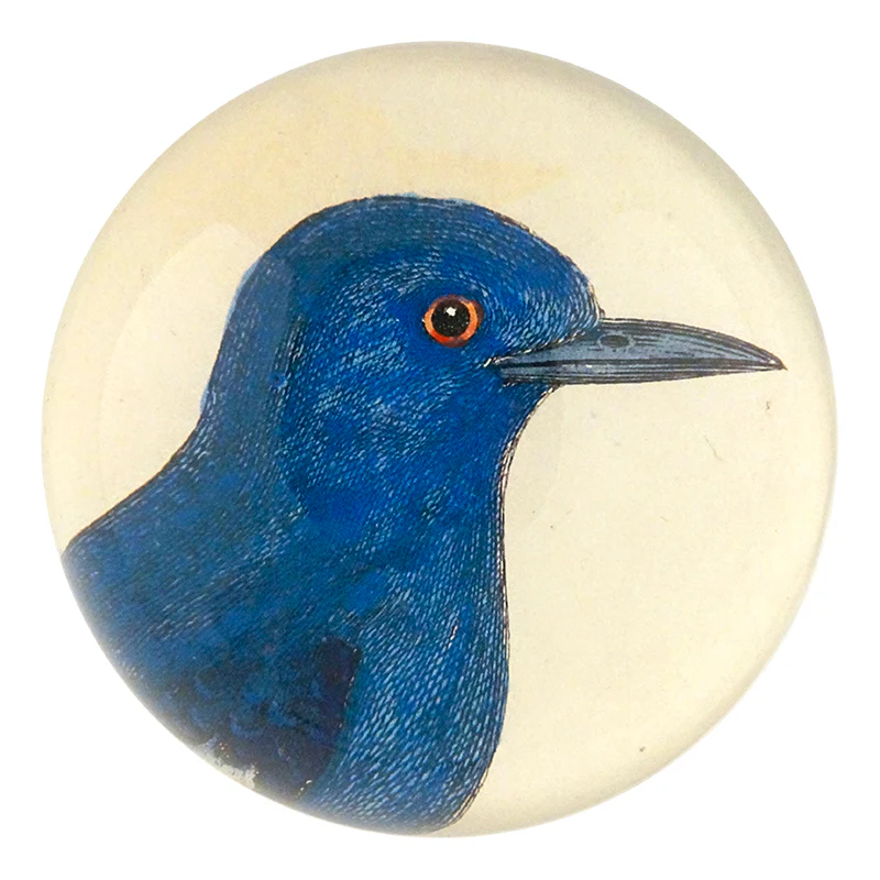 Dial Bird