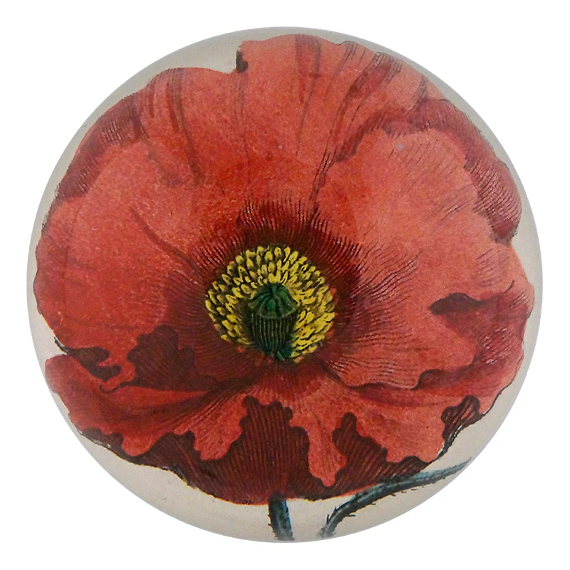Garden Poppy