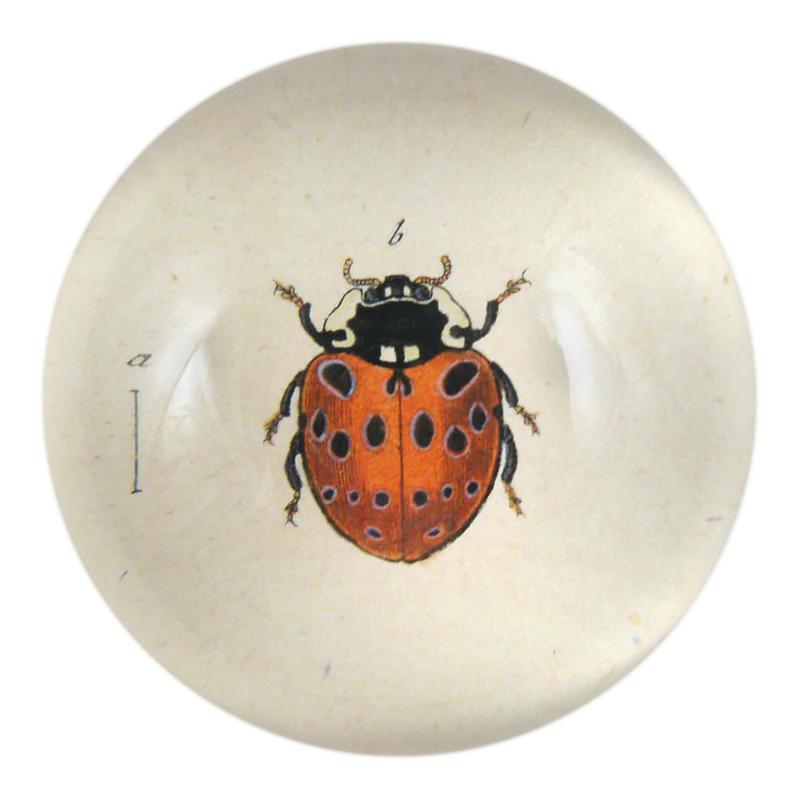 Spotted Ladybug