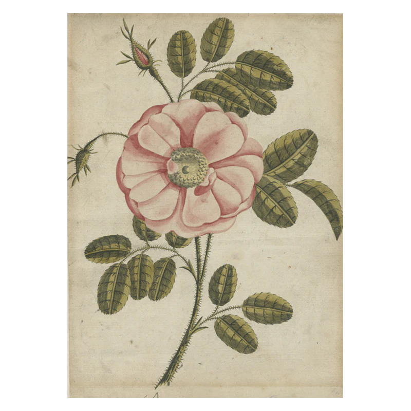 Painted Rose