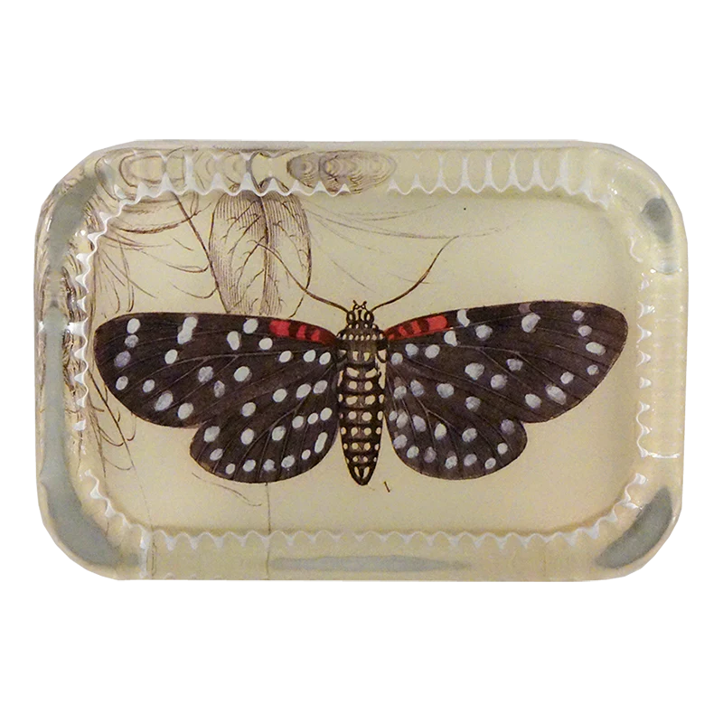 Spotted Butterfly