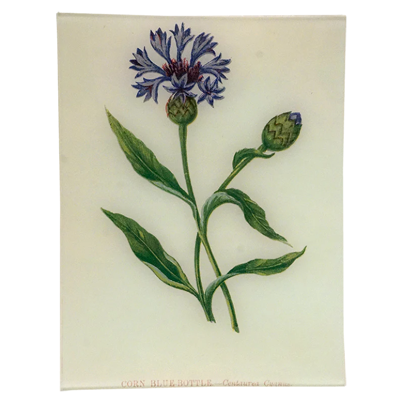 Corn Blue-Bottle