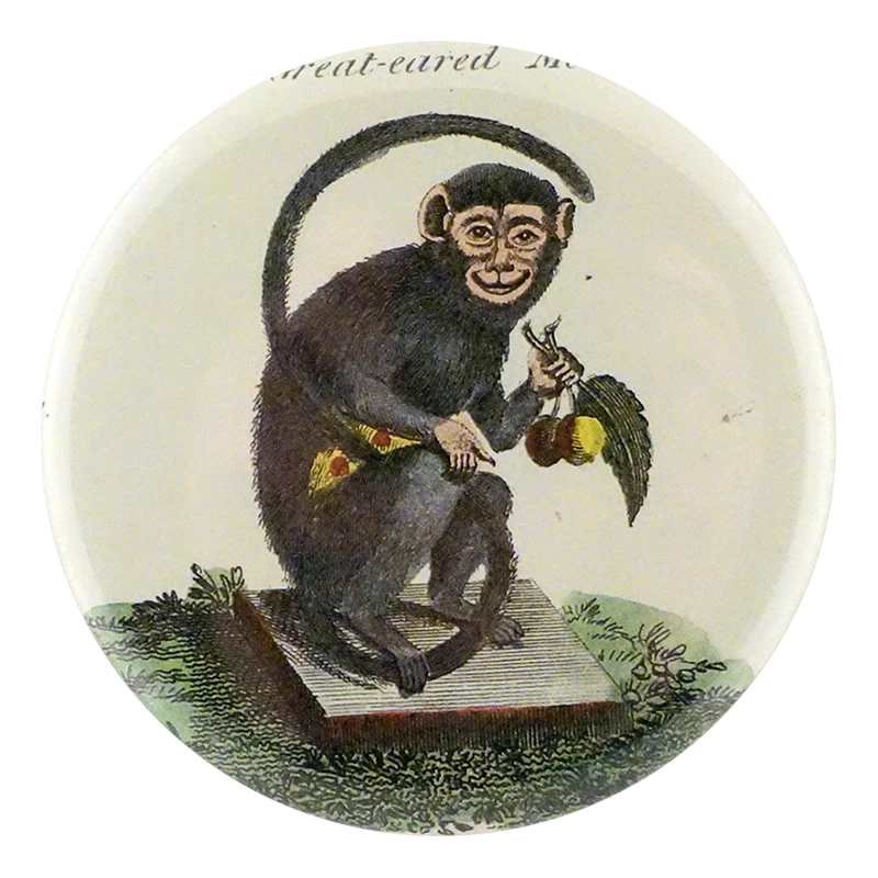 Great-Eared Monkey