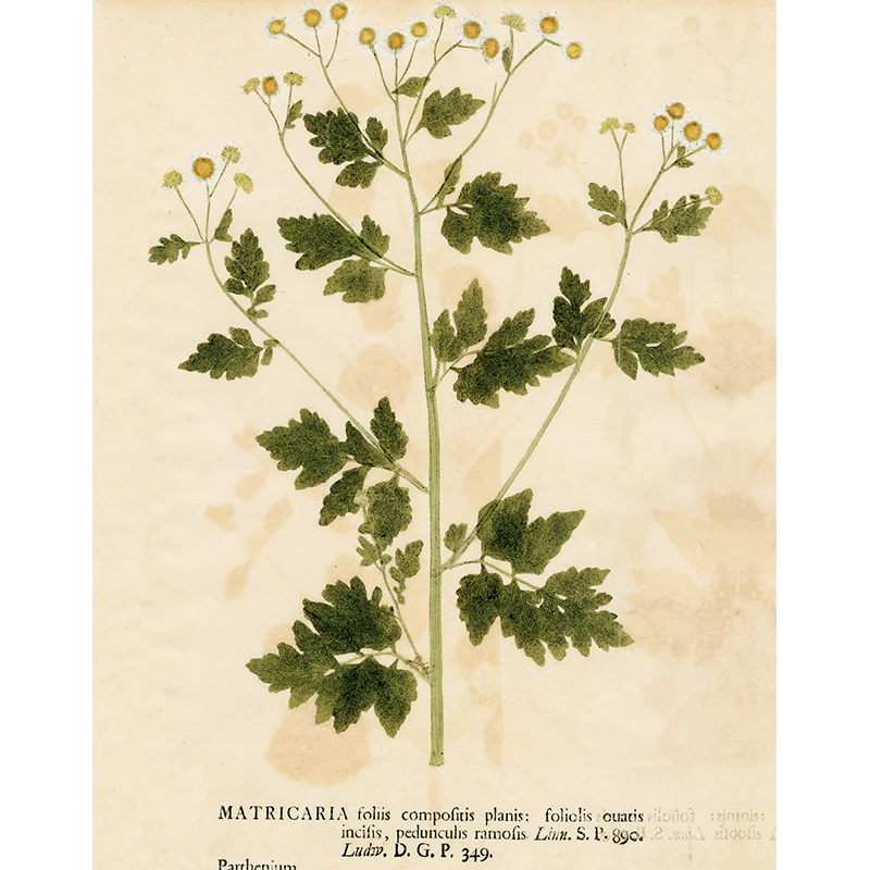 Chamomile (p 80)