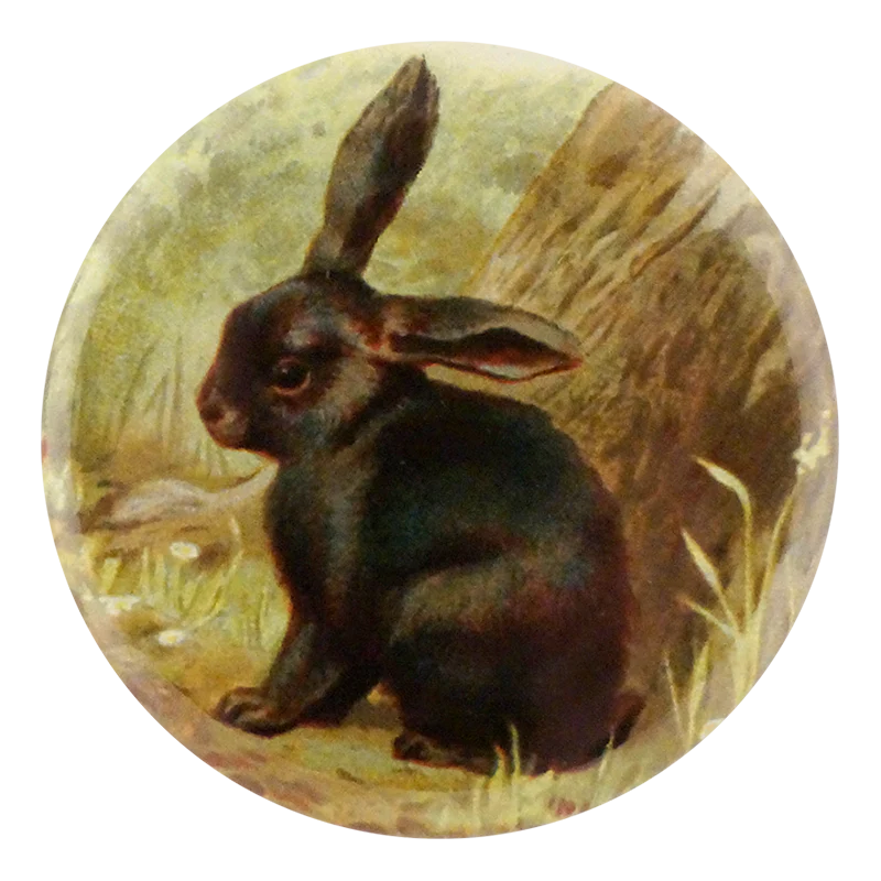 Black Bunny