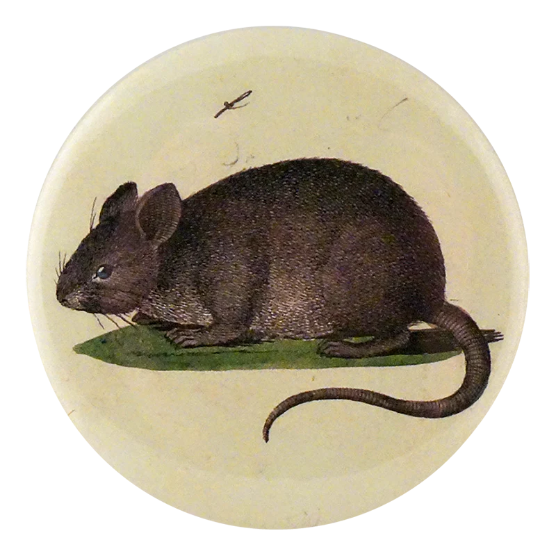 Blue-Eyed Mouse