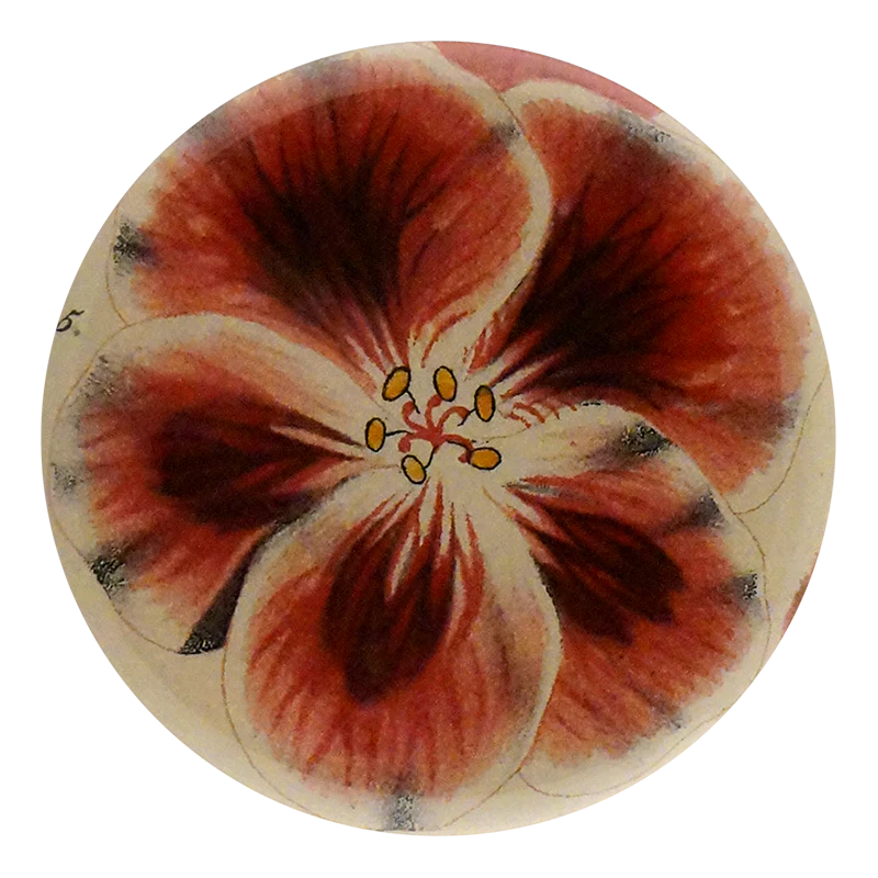 Pelargonium Apotheker