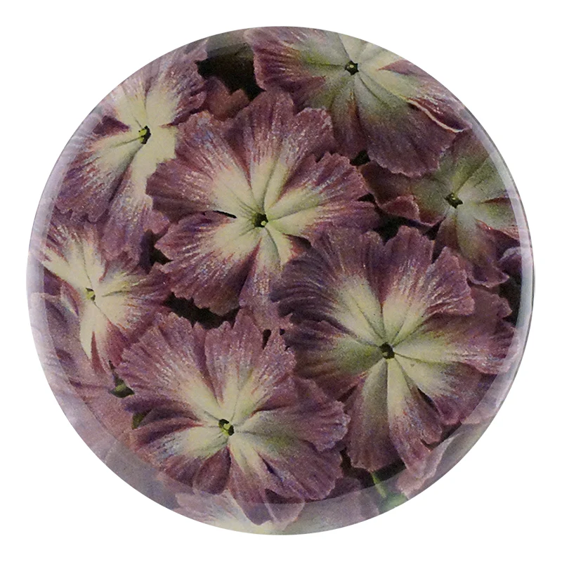 Primula Cortusoides