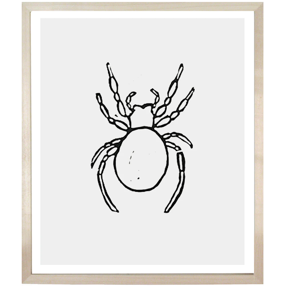 Spider 1