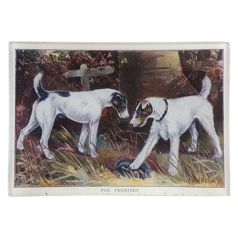 Fox Terriers