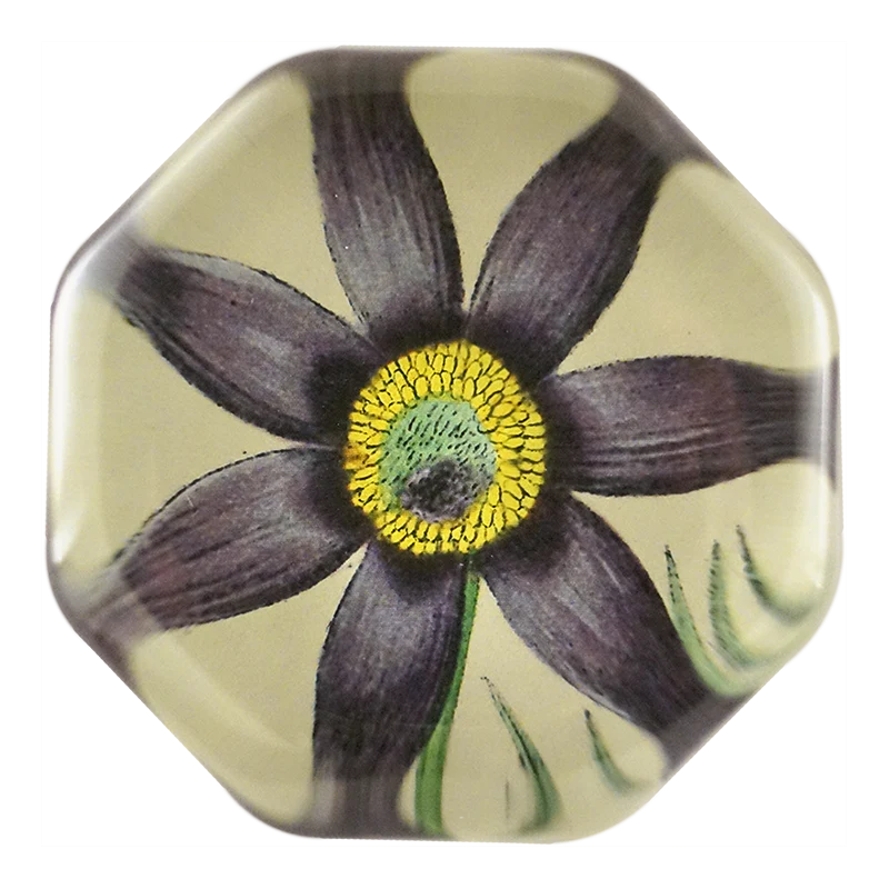 Dark Purple Clematis