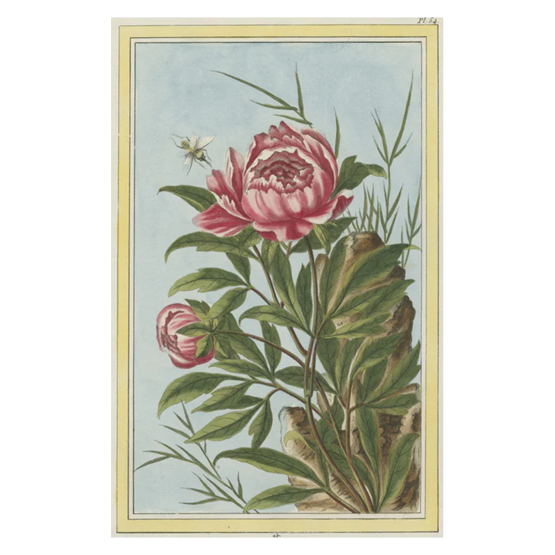 Peony