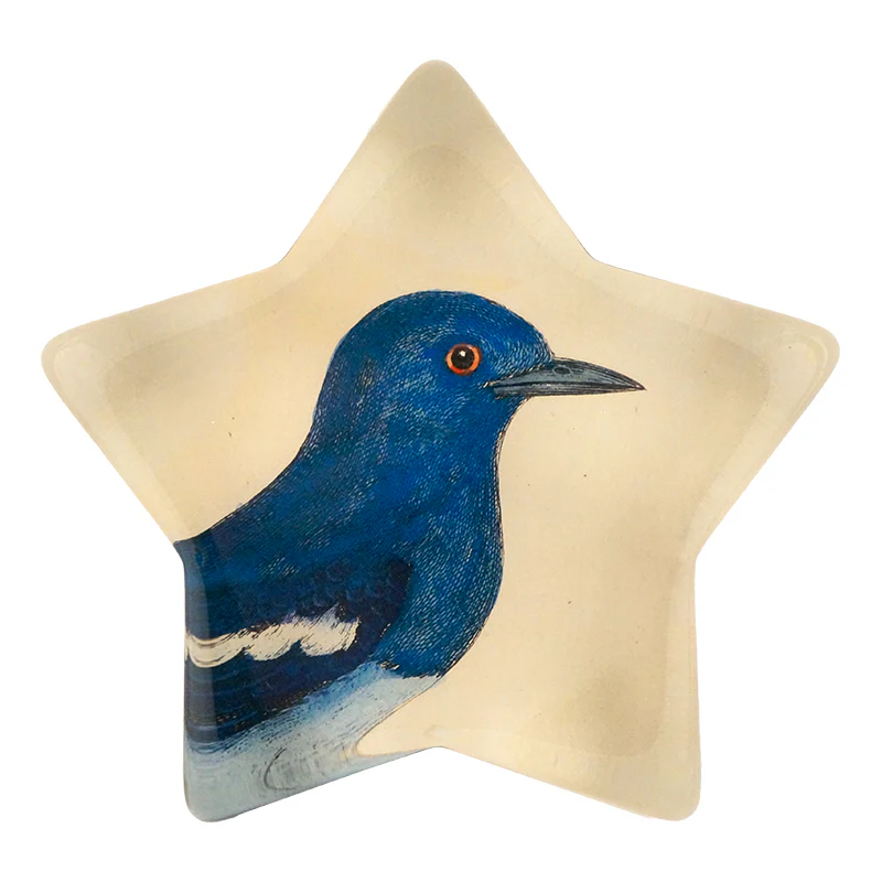 Dial Bird