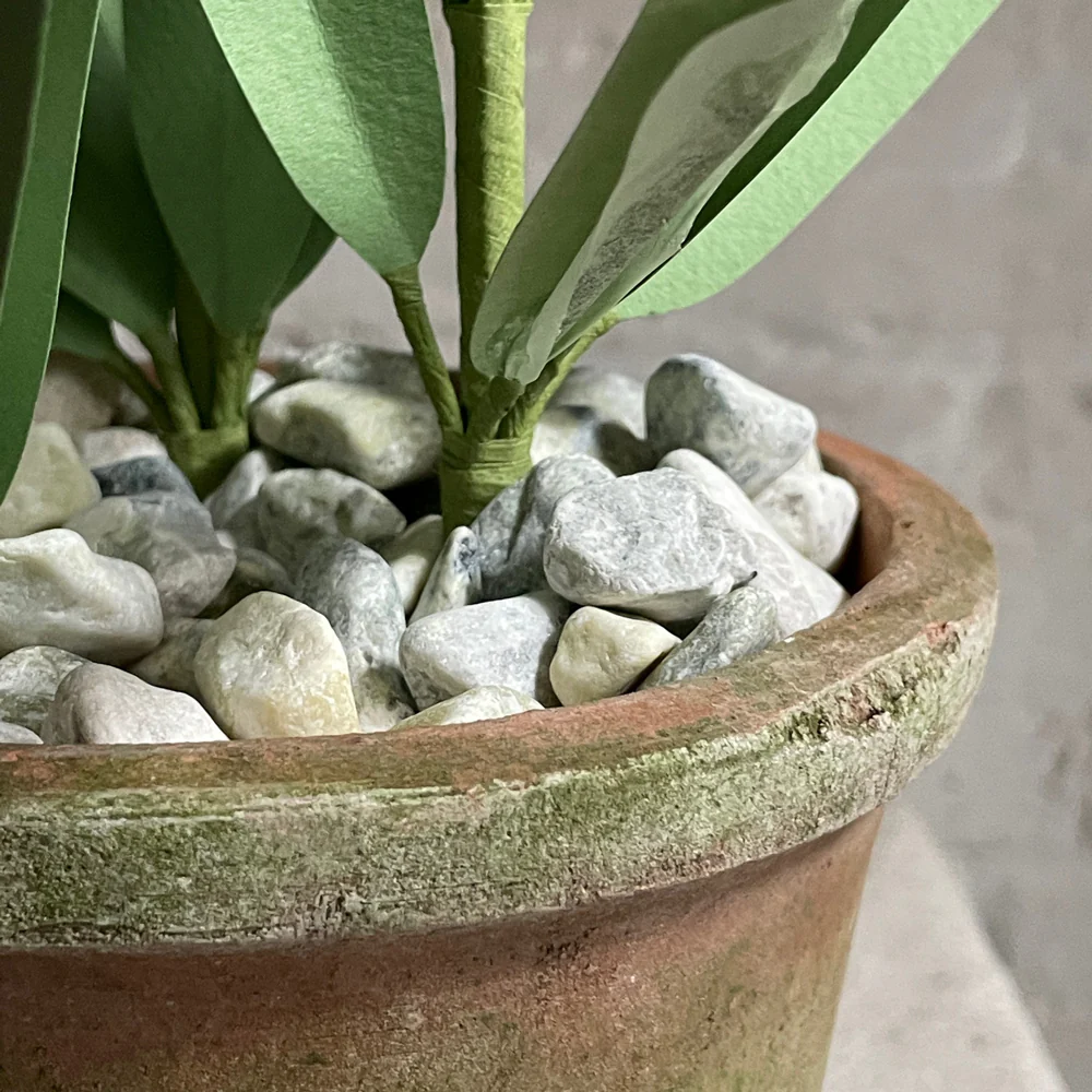 The Green Vase Potted Narcissus - Image 3