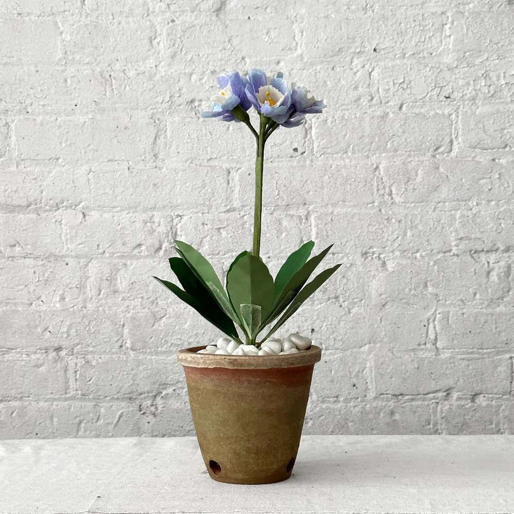 The Green Vase Potted Primula Plant